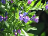 Echium Vulgare_2 